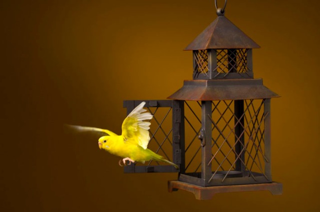 bird_escaping_from_cage_1787270